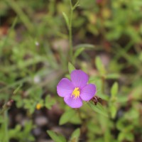 Osbeckia zeylanica L.f.